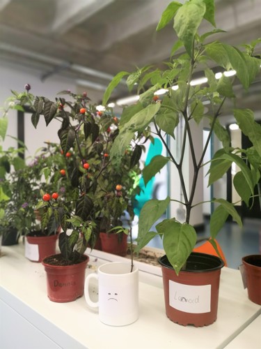 Winning chilli plants